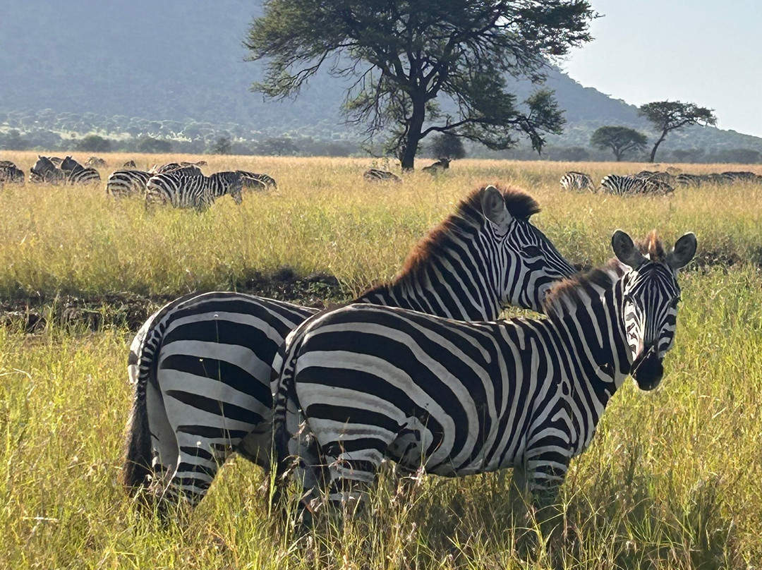Still Waters Safaris Tanzania