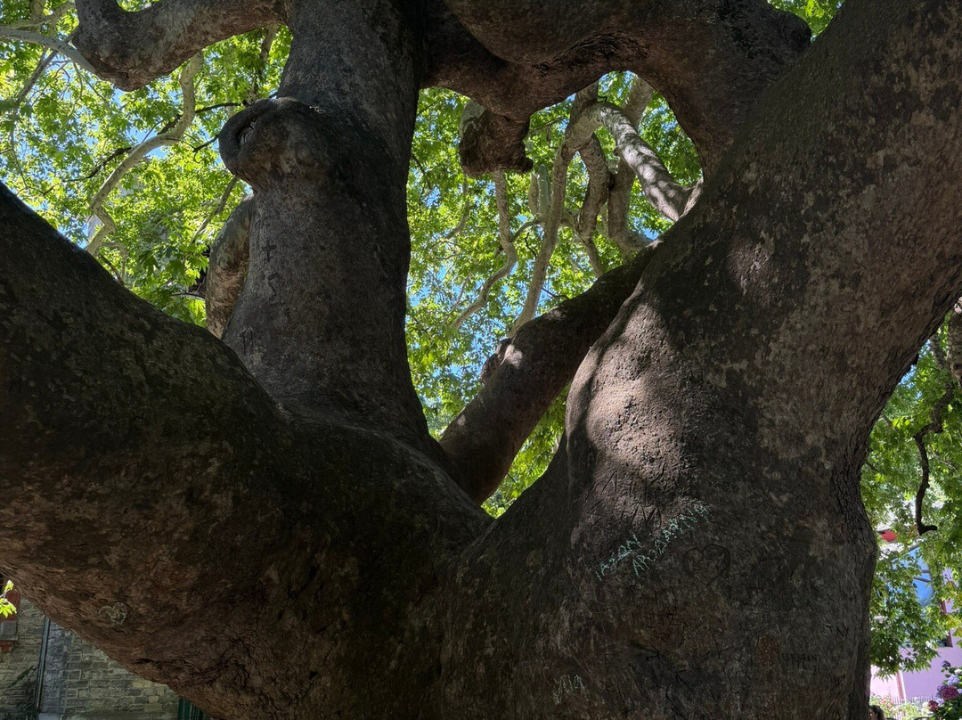 1,000 Year Old Platanus Tree-Tsagkarada必去景点