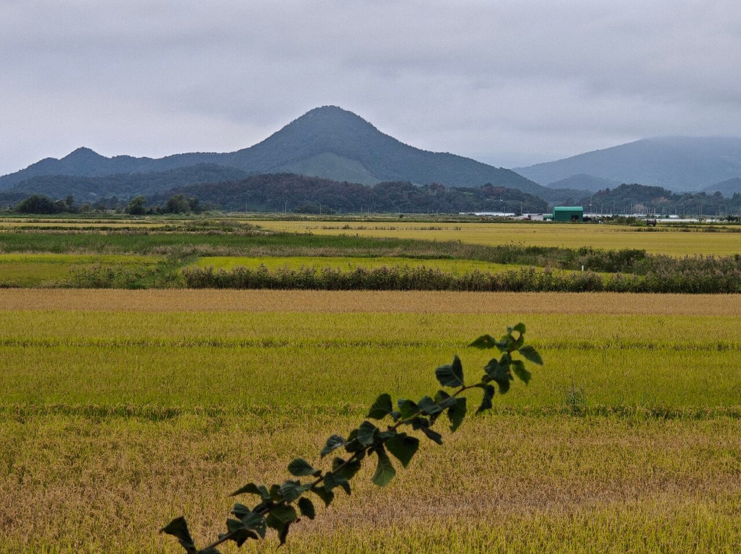 Suncheon Bay Wetland Reserve-顺天市必去景点