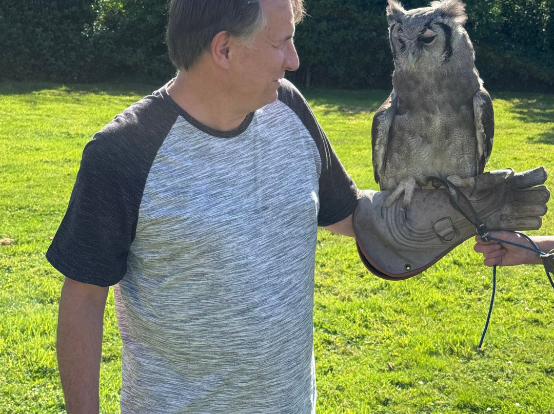 Falconry Experience Wales-Newtown必去景点