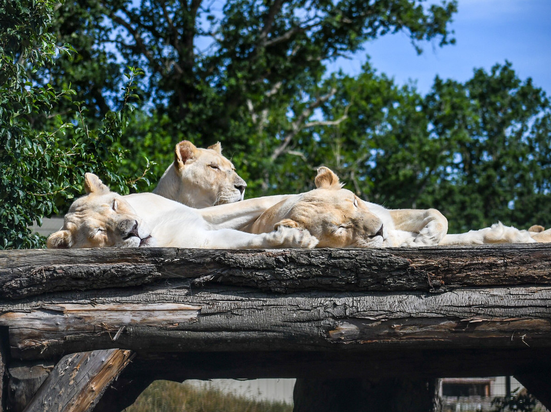 The Big Cat Sanctuary-Smarden必去景点