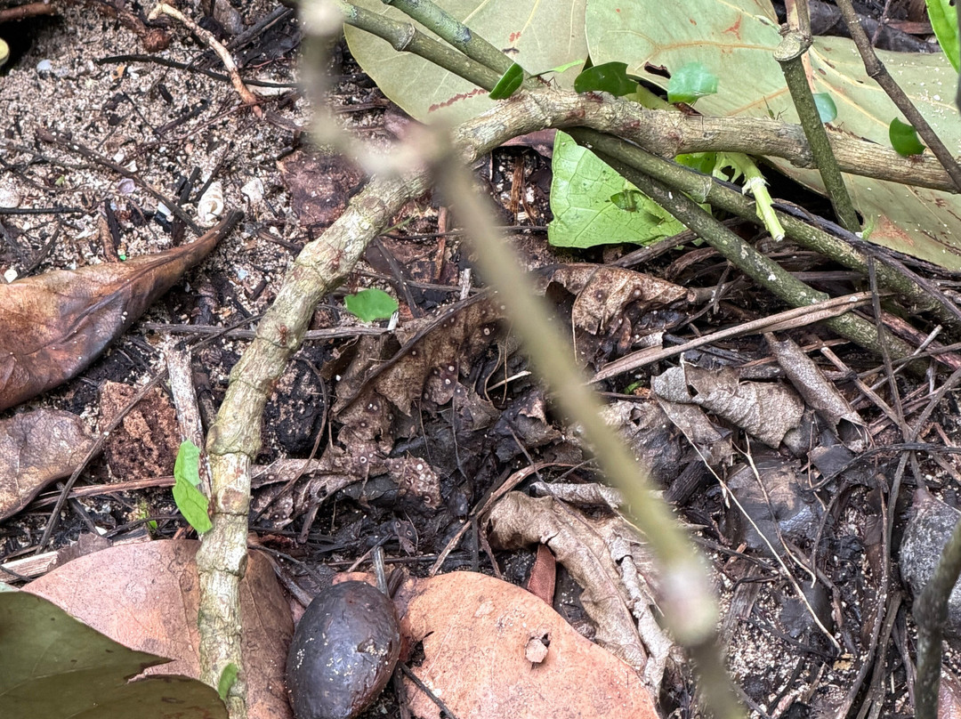 Cahuita National Park-卡维塔必去景点