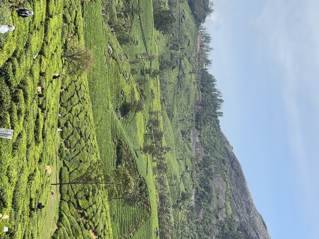 Kerala Dayz-柯钦必去景点