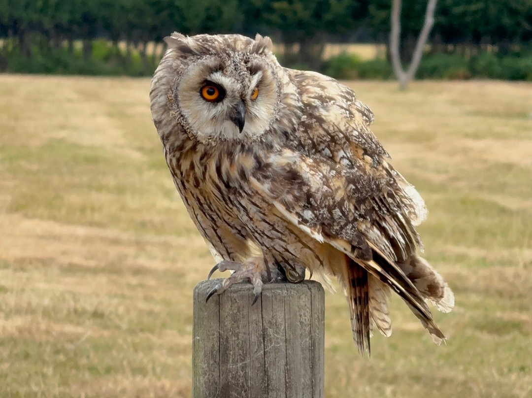 UK Owl And Raptor Centre-Groombridge必去景点