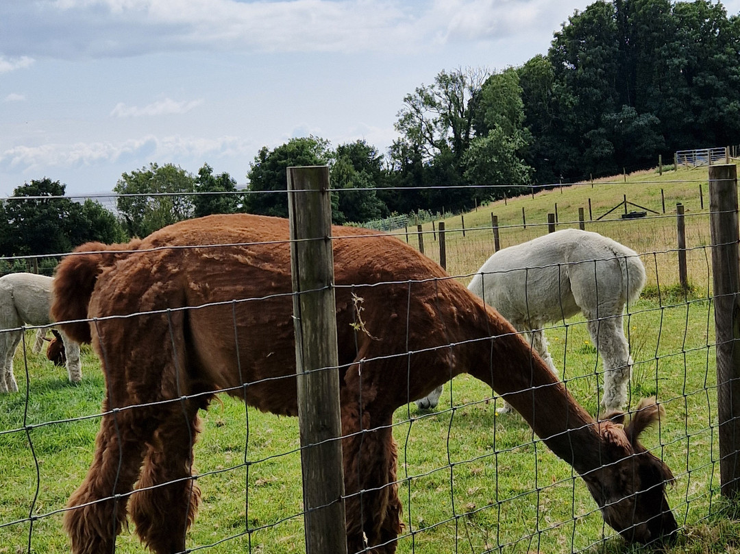 Bardsea Alpacas And Llamas-Bardsea必去景点