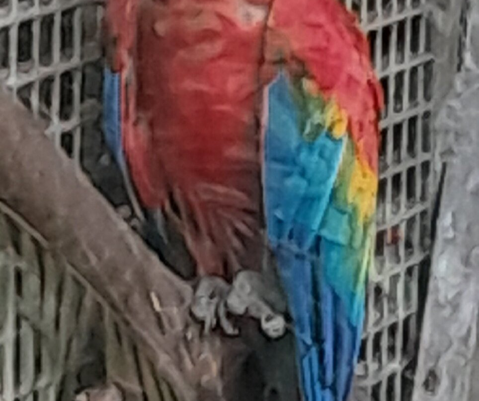Zoo de Martinique-Le Carbet必去景点