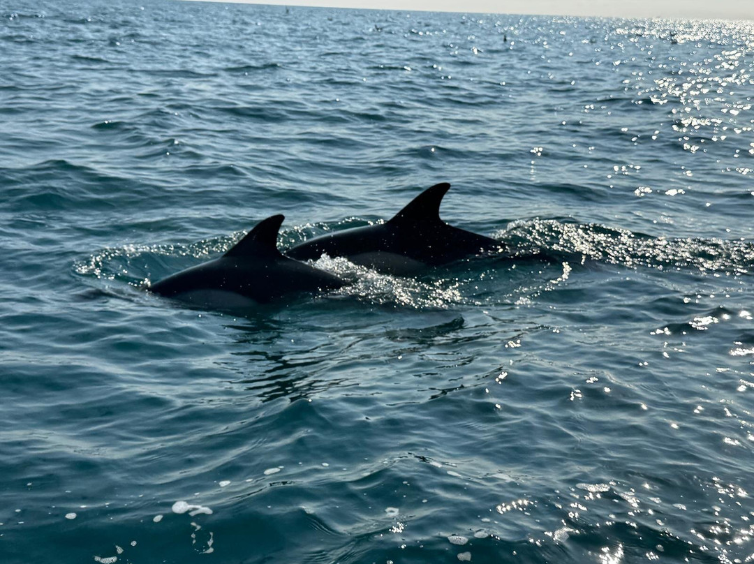 Devon Sea Safari-廷茅斯必去景点