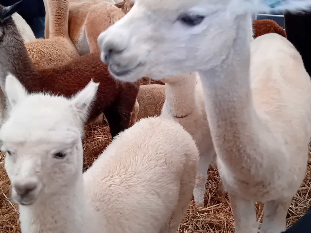 Charnwood Forest Alpacas-Boundary必去景点