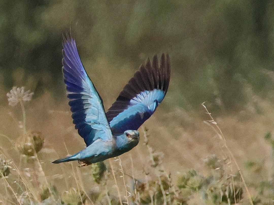Birding In Italy-Capolona必去景点