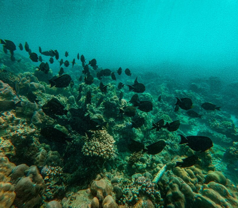 Biorock Pemuteran bali-佩母德兰必去景点