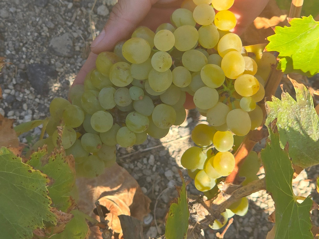 Vassaltis Vineyards-Vourvoulos必去景点