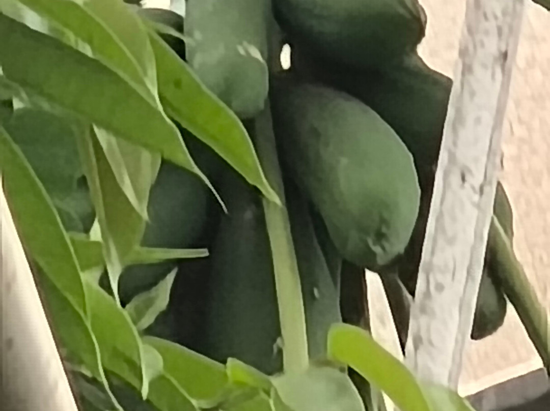 Berkenhof Tropical Zoo-Kwadendamme必去景点