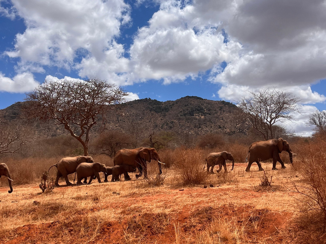Tsavo Travel & Safaris-内罗毕必去景点