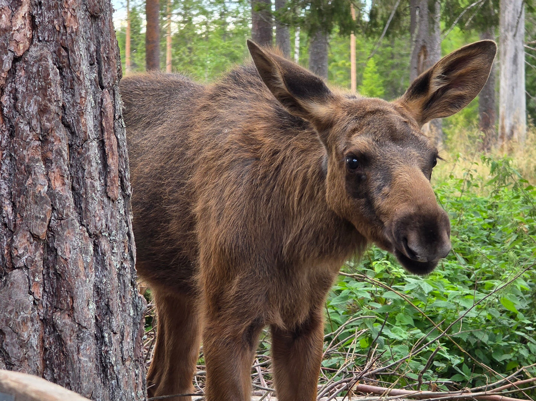 Varmlands Moose Park-Eksharad必去景点