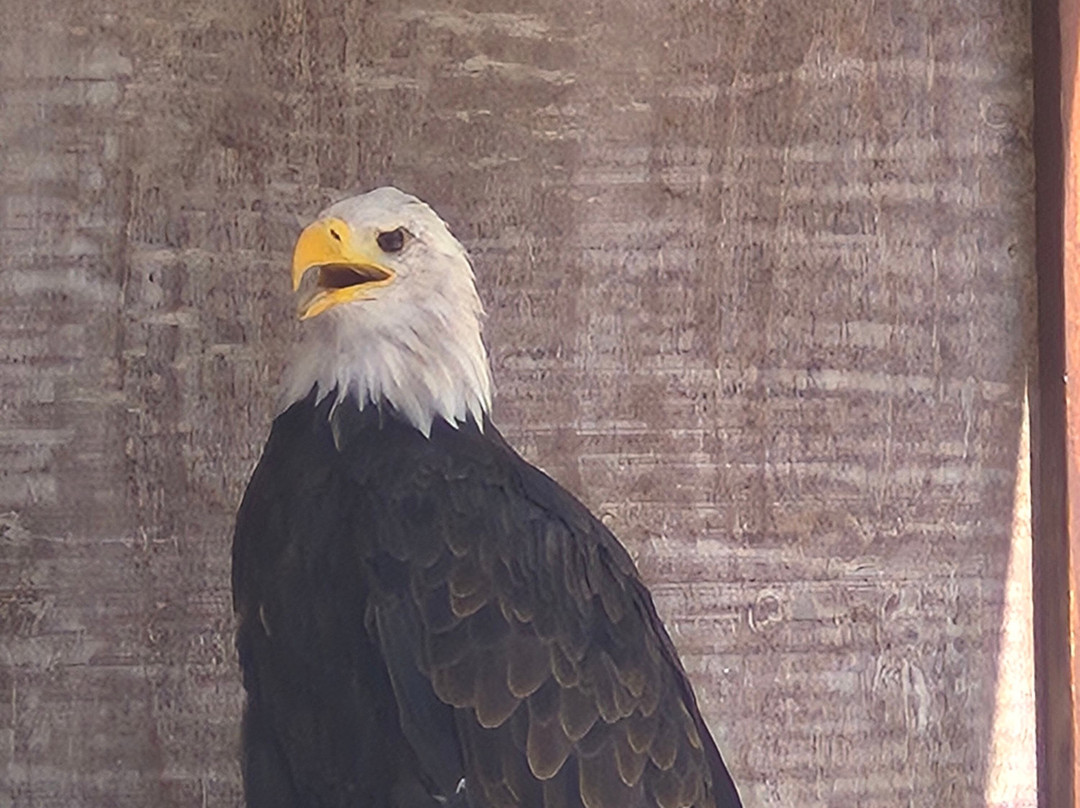 Garden of Eagles-班纳玛德纳必去景点