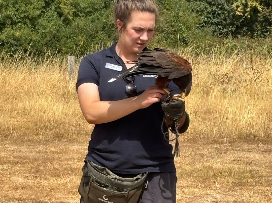 Feathers and Fur Falconry Centre-布拉克内尔必去景点