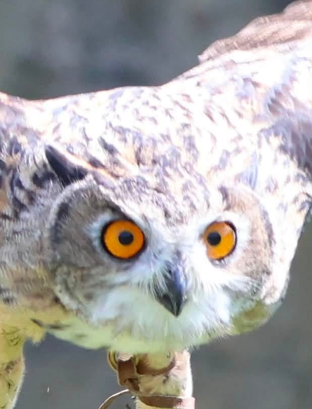 Birds of Prey at Swinton Estate-马沙姆必去景点