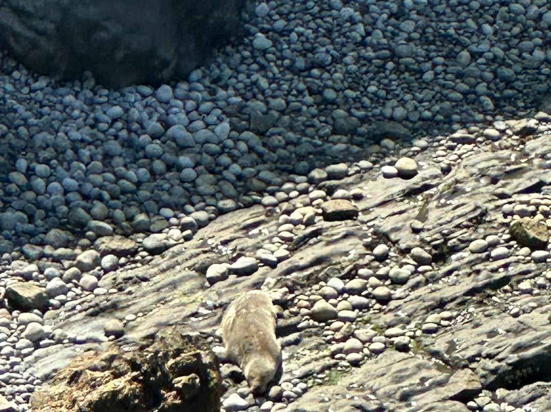 Pembrokeshire Islands Boat Trips-Marloes必去景点