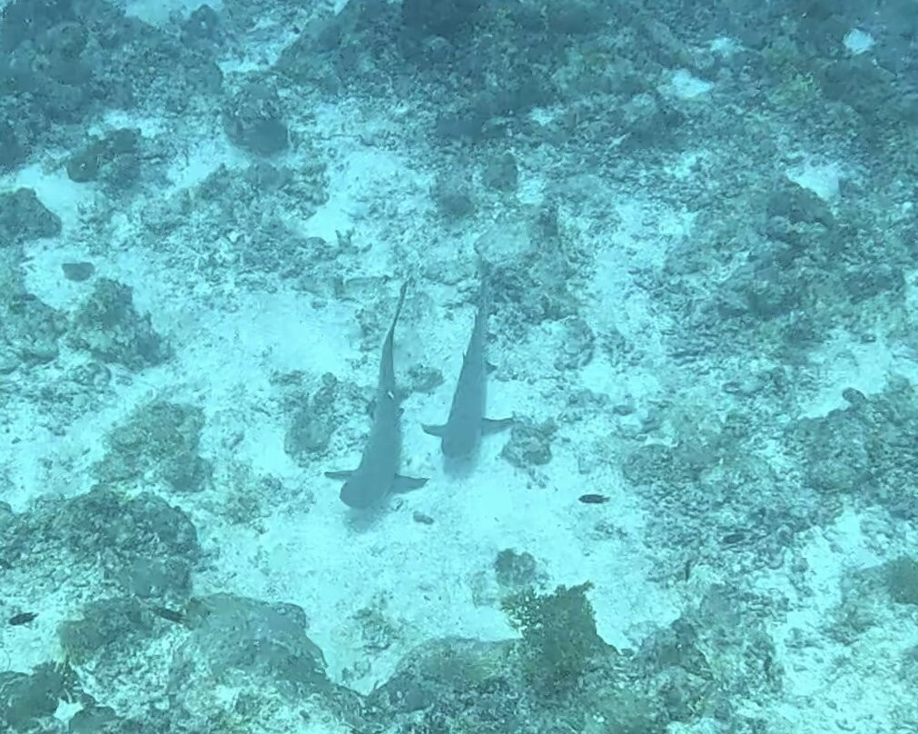 Euro-Divers LUX South Ari Atoll-南阿里环礁必去景点