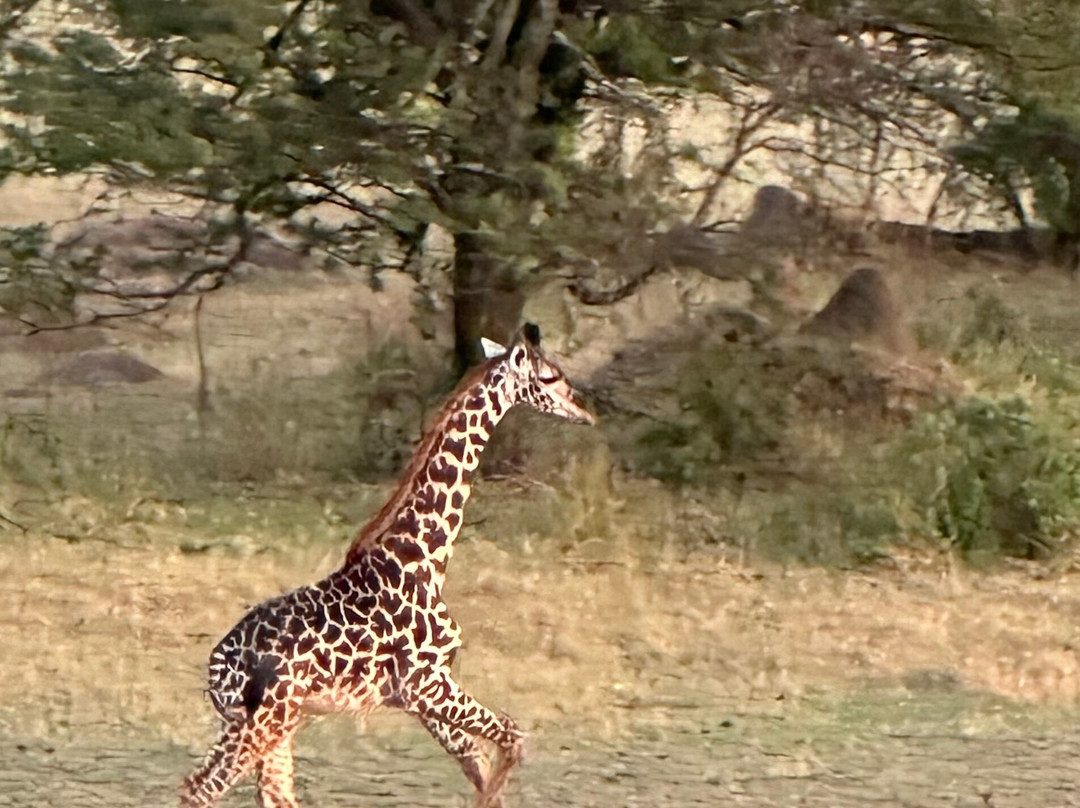 Serengeti Balloon Safaris-塞伦盖蒂国家公园必去景点