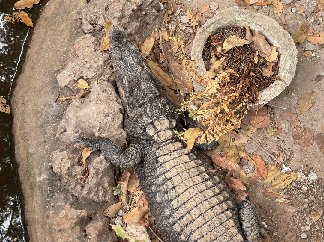 The Gambian Reptiles Farm-Kartong必去景点