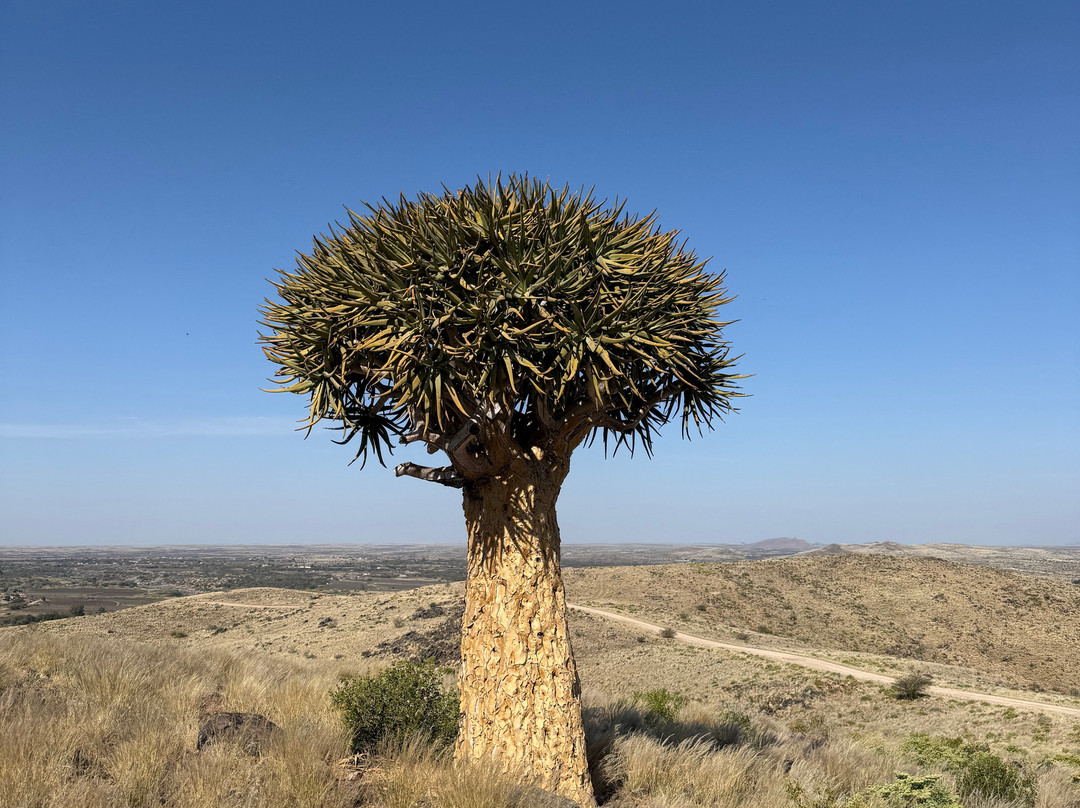 Kalahari Safaris - Desert Explorers-阿平顿必去景点
