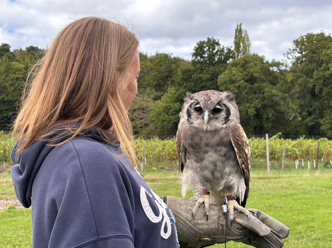 UK Owl And Raptor Centre-Groombridge必去景点