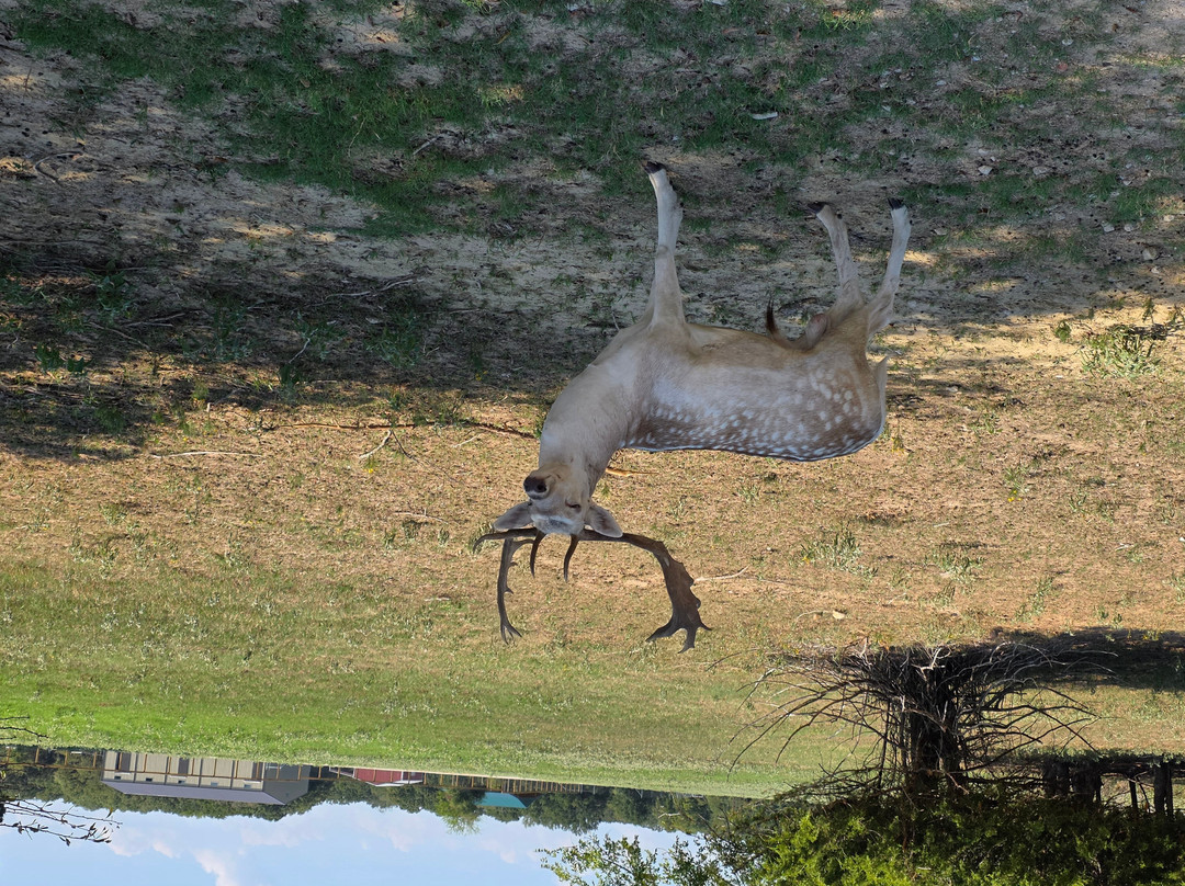 Texas Zoofari Park-Kaufman必去景点