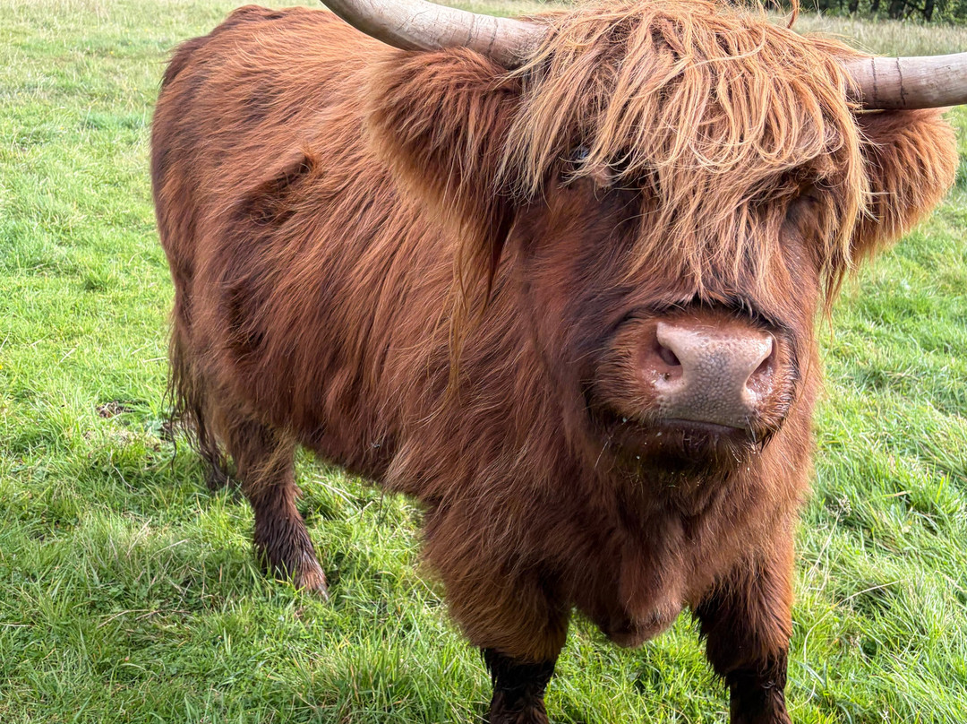 Nether Glenny Farm - Coos and Views-斯特灵必去景点