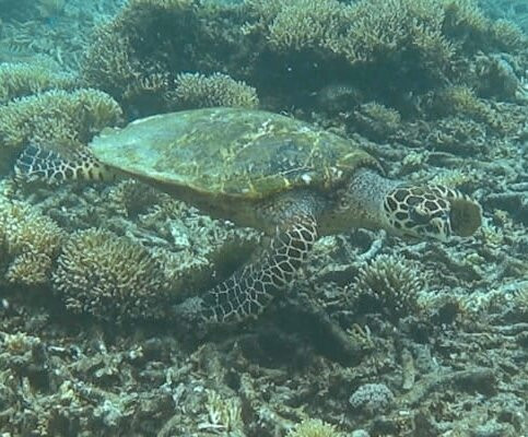 Cruising Raja Ampat - Wisesa Liveaboard-索龙必去景点