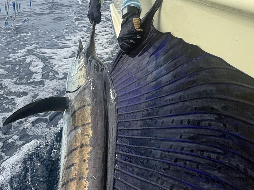 Maverick Sportfishing Charters-梦城必去景点