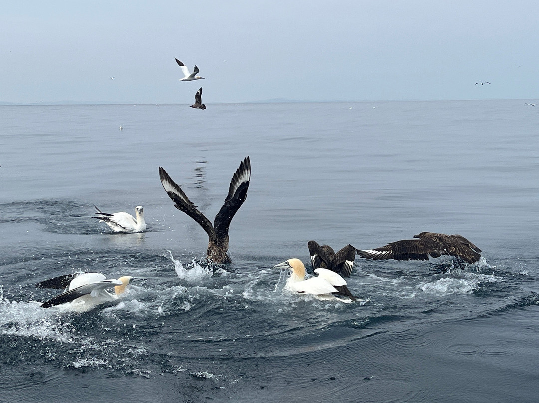 Seabirds and Seals - The Original Noss Boat Tours-Lerwick必去景点