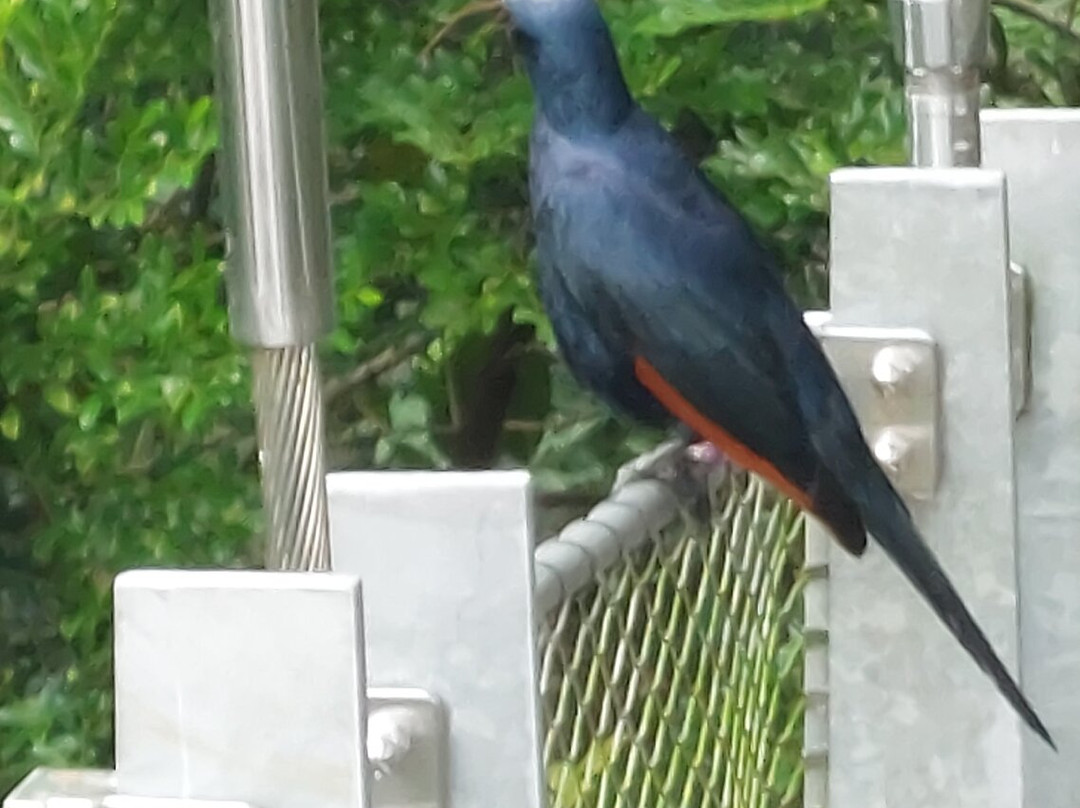 Bird Paradise-新加坡必去景点