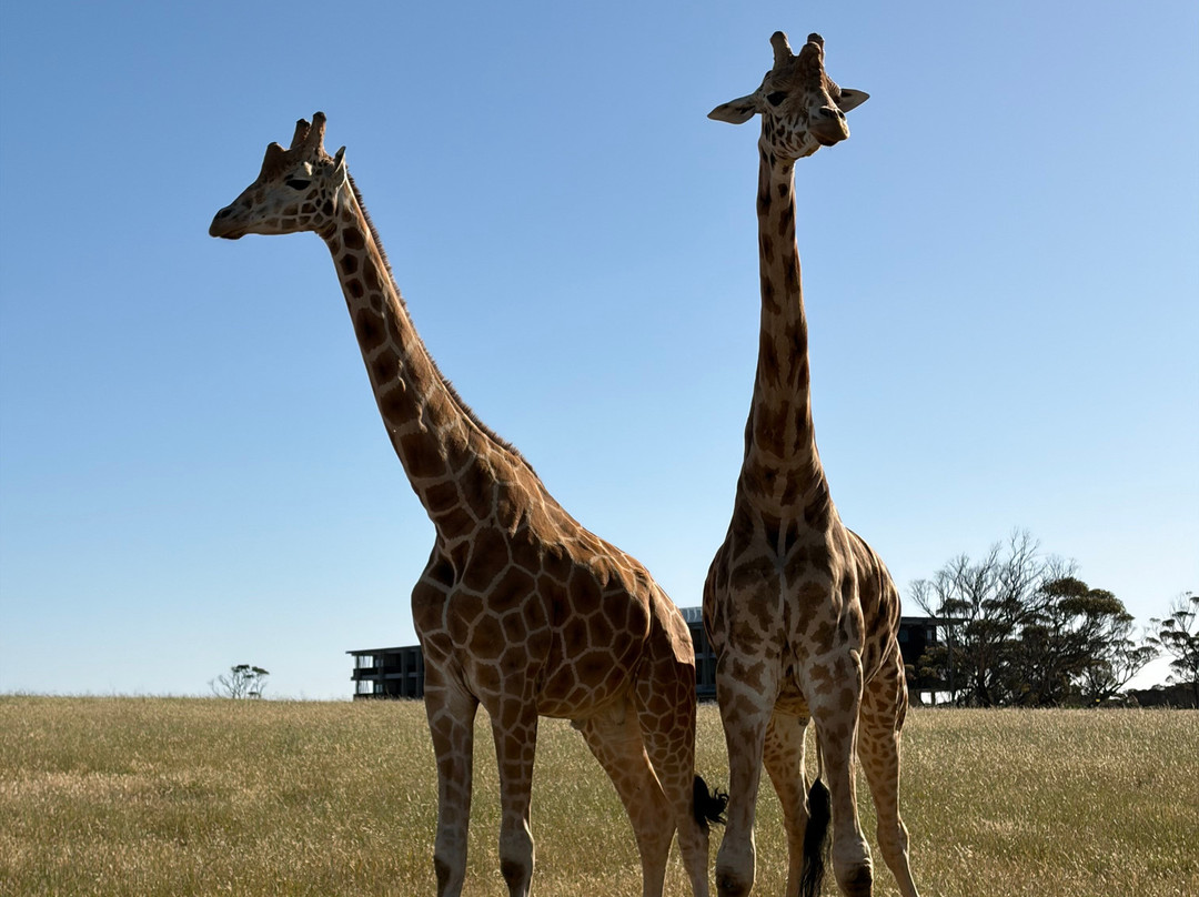 Monarto Safari Park-Monarto必去景点