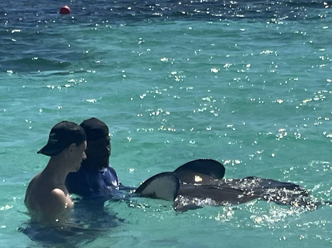 Stingray City-Seatons必去景点
