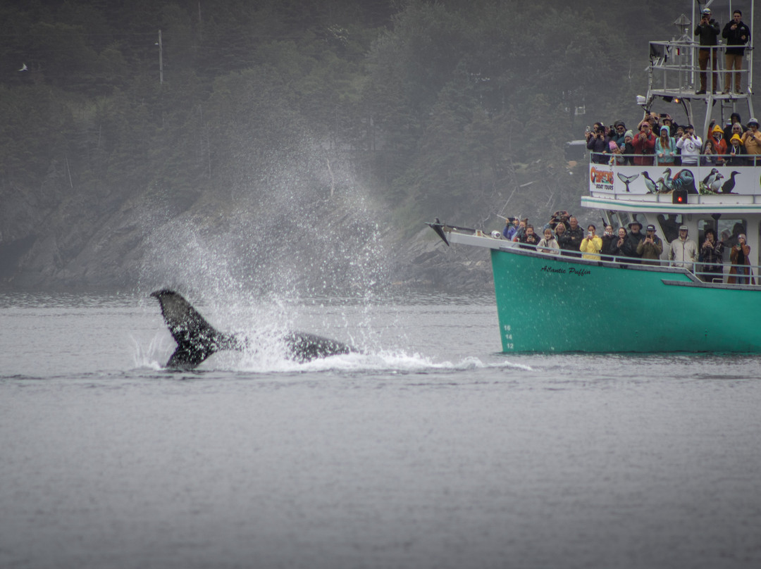 O'Brien's Whale and Bird Tours-Bay Bulls必去景点