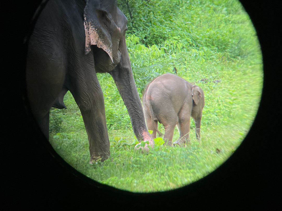 Hashkora Safari Udawalawe-乌达瓦拉瓦必去景点