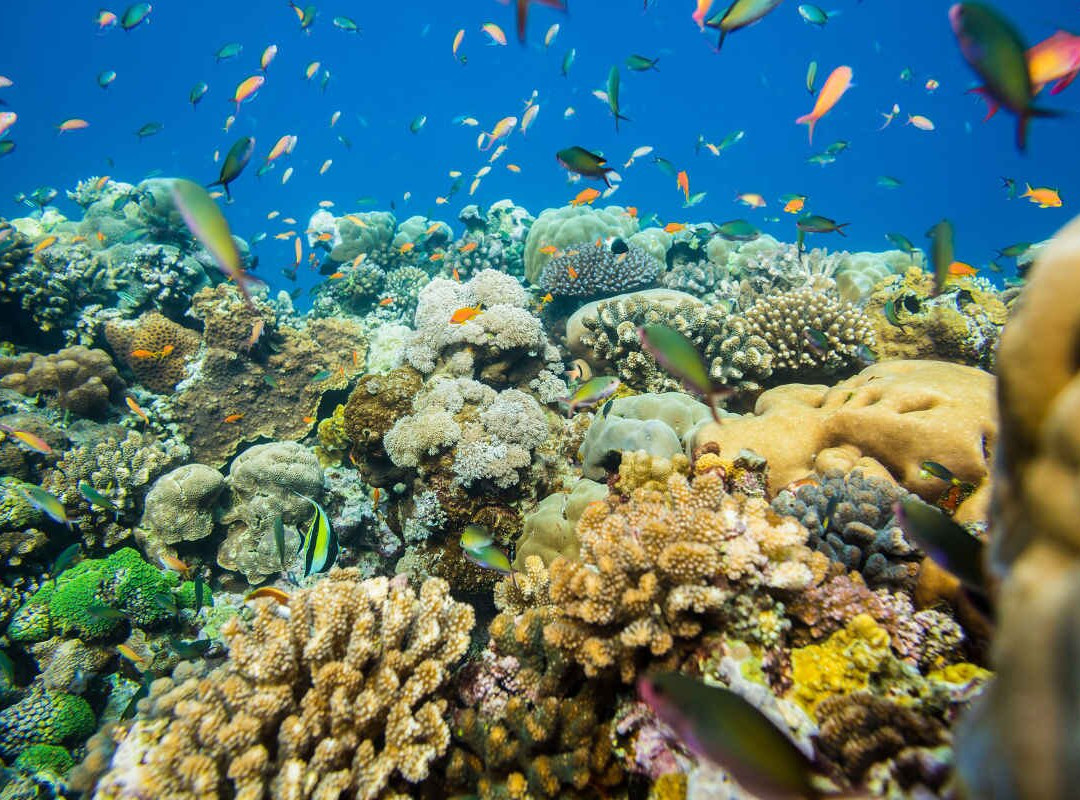 Snorkelling Zanzibar Tours Company Limited