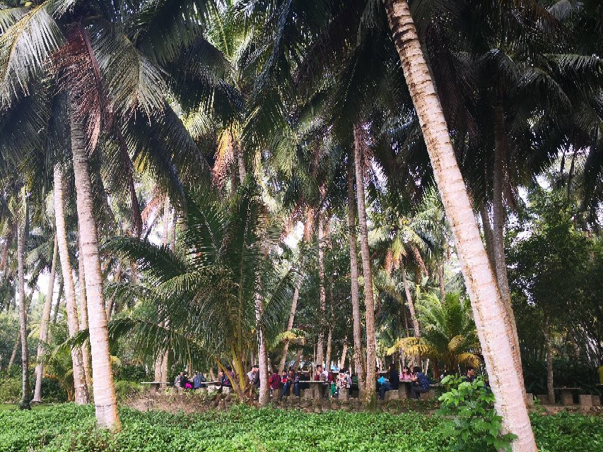 椰子大观园景点图片