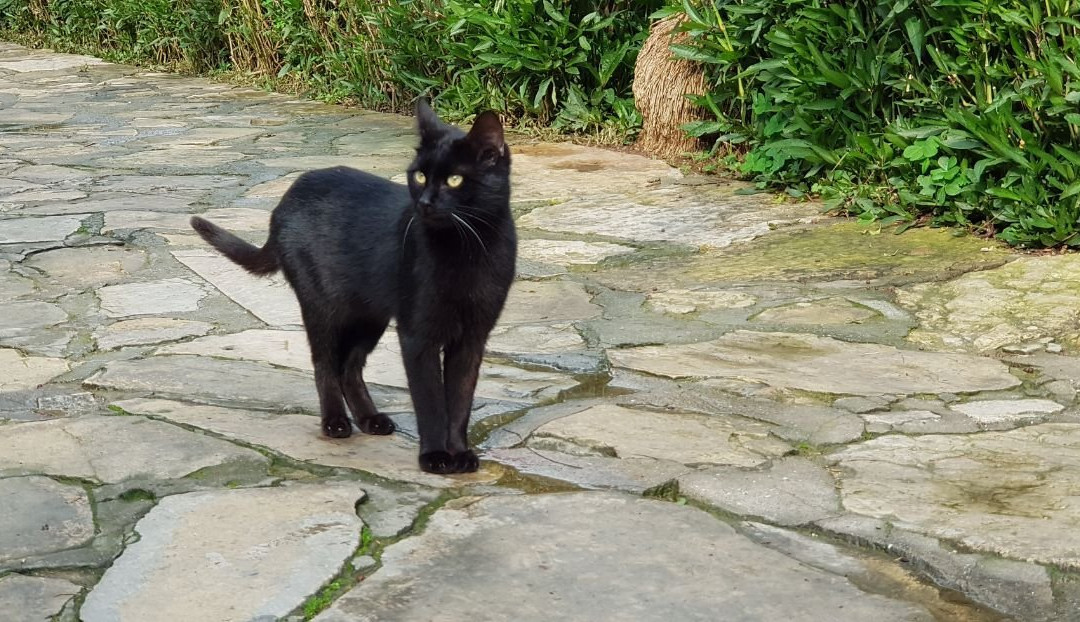 Kedi Evi
