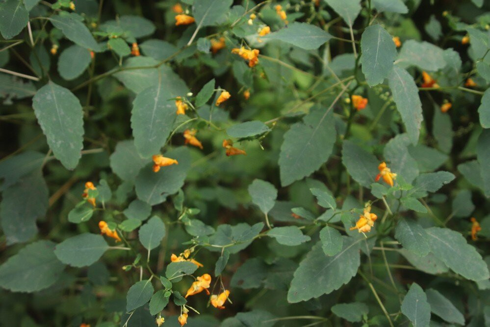 Steve Bauer Trails, Fonthill-方特希尔必去景点