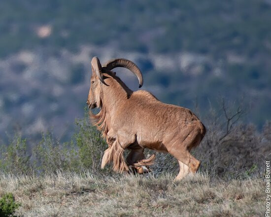 Merus Adventure Park-Claude必去景点
