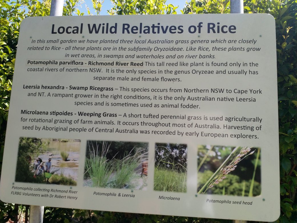 Lismore Rainforest Botanic Gardens-利斯莫尔必去景点