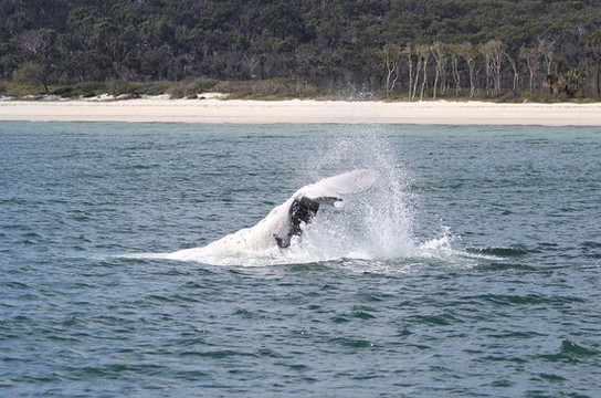 Freedom Whale Watch-赫维湾必去景点