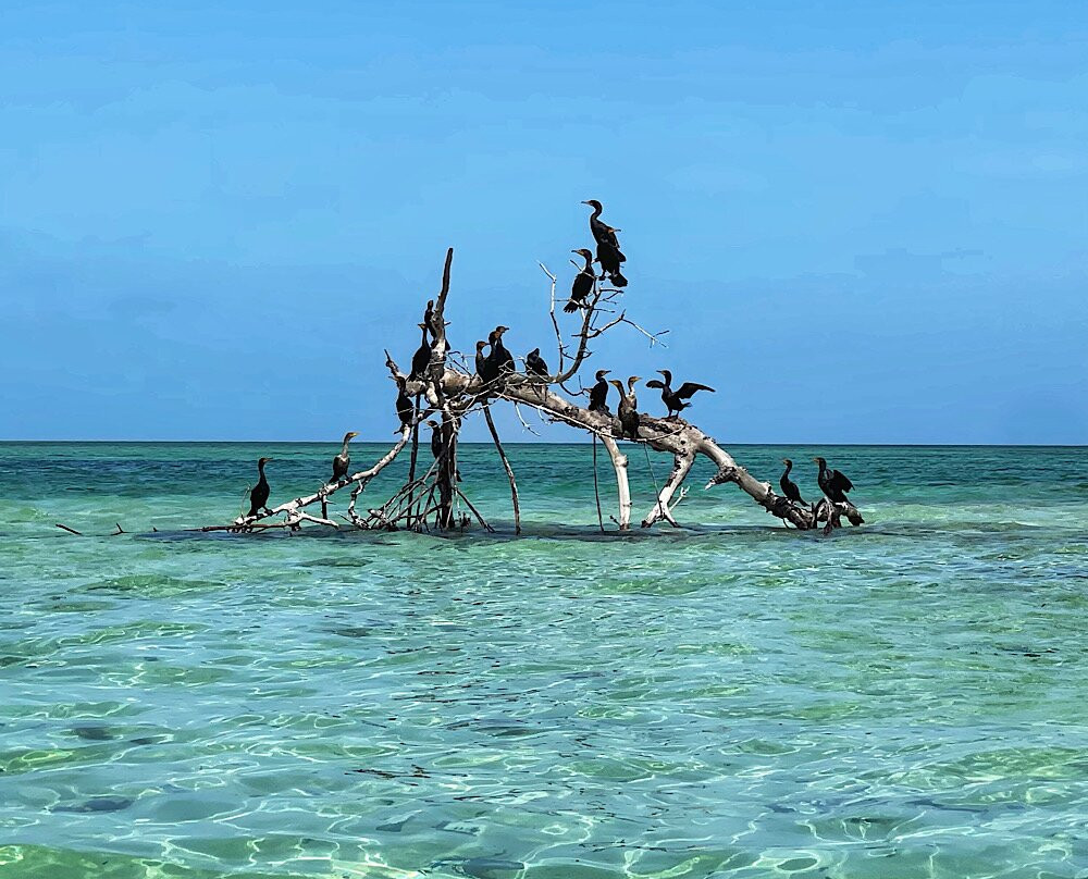 Capt. Clint Moore-Sugarloaf Key必去景点