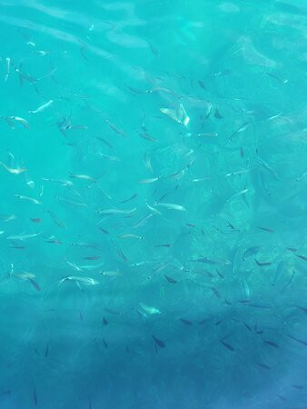 Glass Boat Igor-法萨纳必去景点