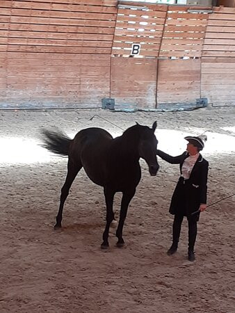 Haras National de Lamballe景点图片