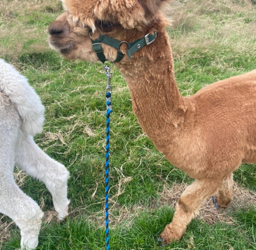 K2Alpacas-Wicklow必去景点