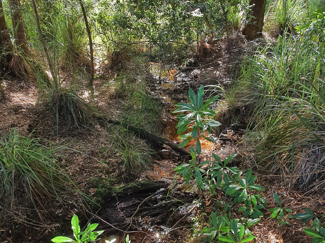 Whyte River Track-Corinna必去景点