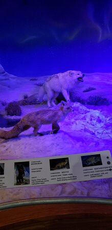 Bandera Natural History Museum-Bandera必去景点